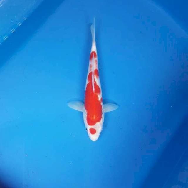 KOHAKU MARUTEN