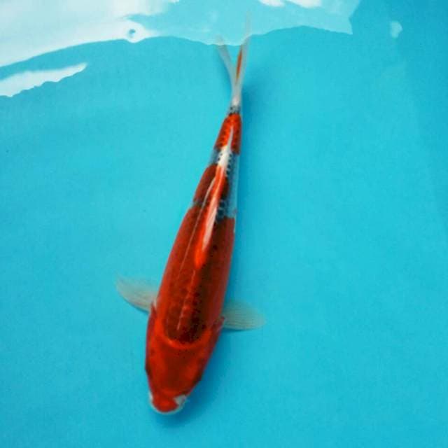 Ghoss*28cm