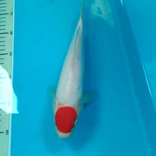 Tancho 29 cm