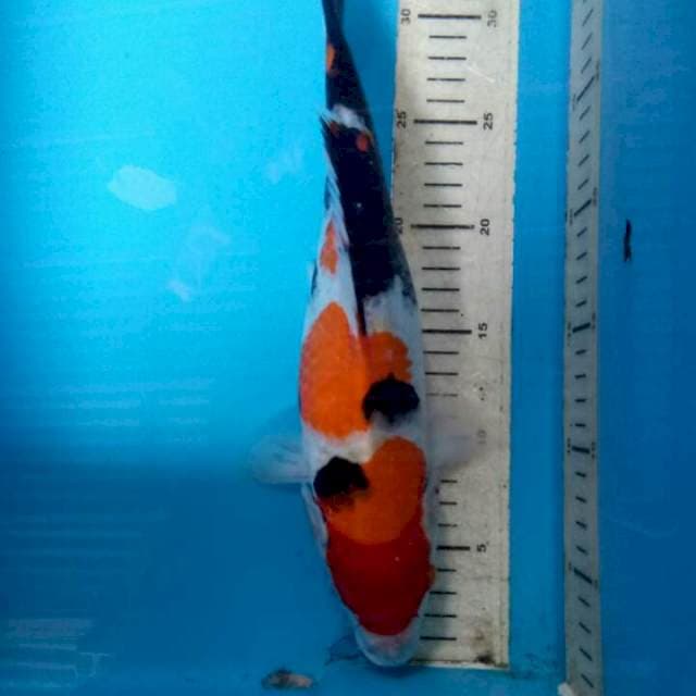 Showa 34cm