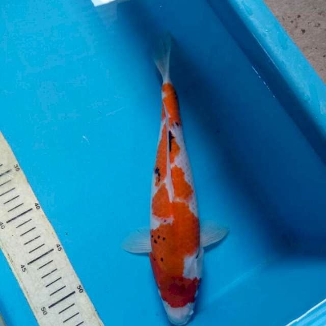 Showa tategoi 31cm