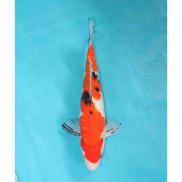 SANKE 29 CM