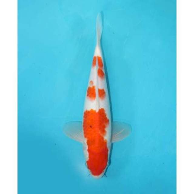 SANKE TATEGOI 27 CM