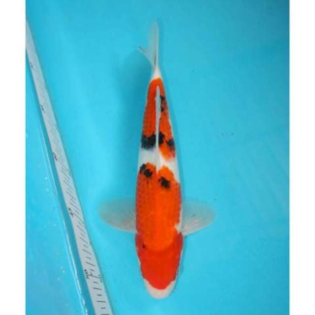 SANKE 25 CM