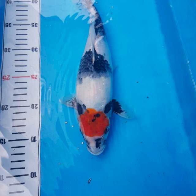 Tancho showa 30 cm