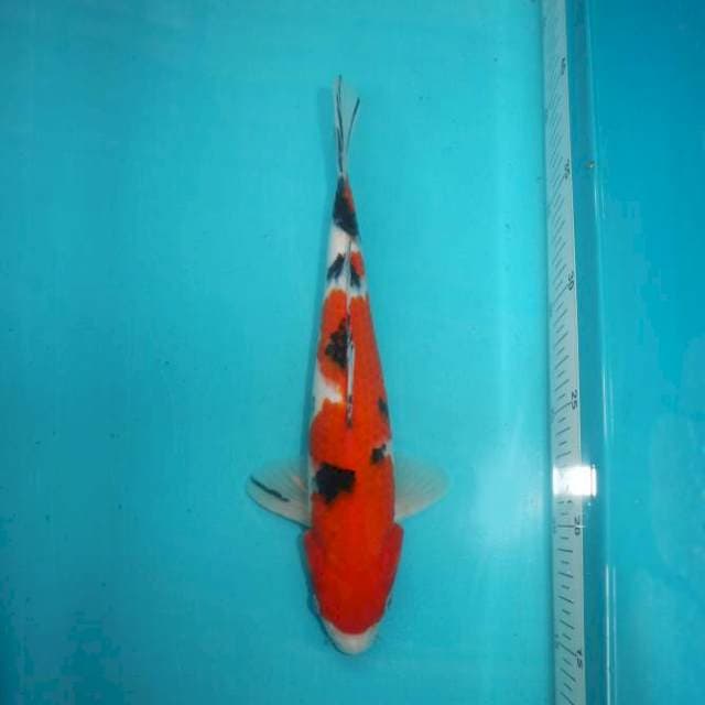 SANKE 26 CM