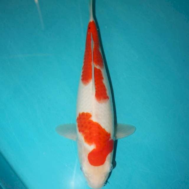 KOHAKU 31 CM