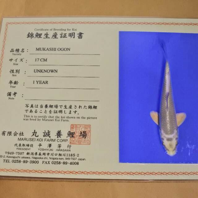 Mukashi Ogon (Marusei) 17cm. Impor dan Sertifikat