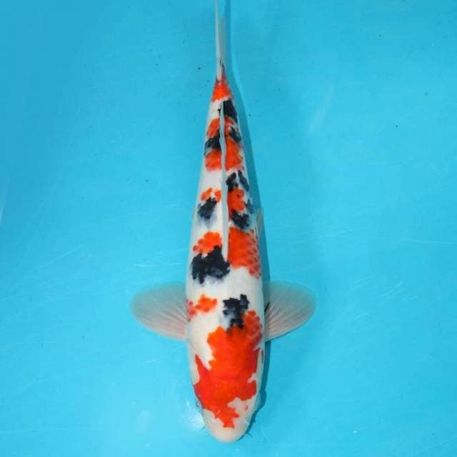 Sanke 28 cm