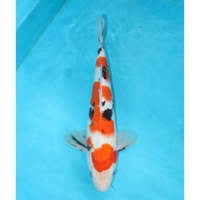 Sanke 31 cm