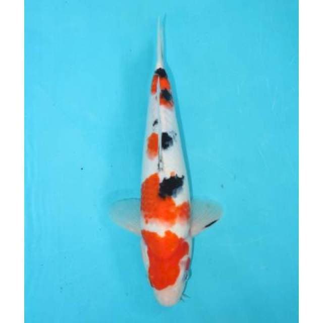 Sanke 31 cm