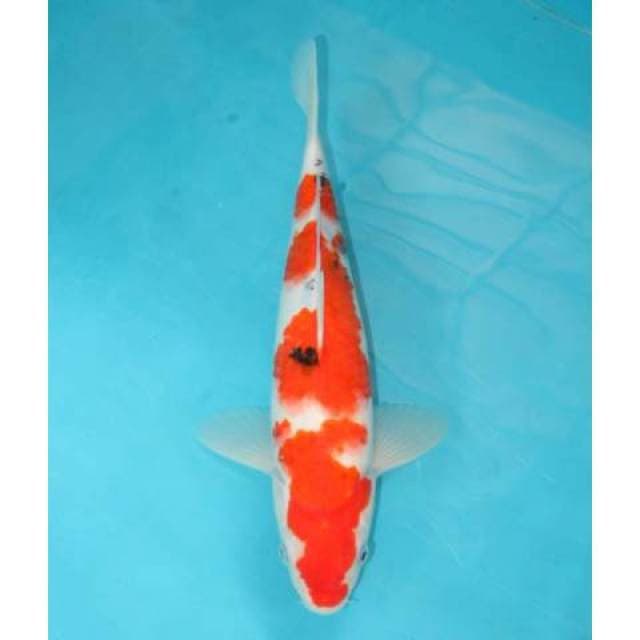 Sanke 29 cm