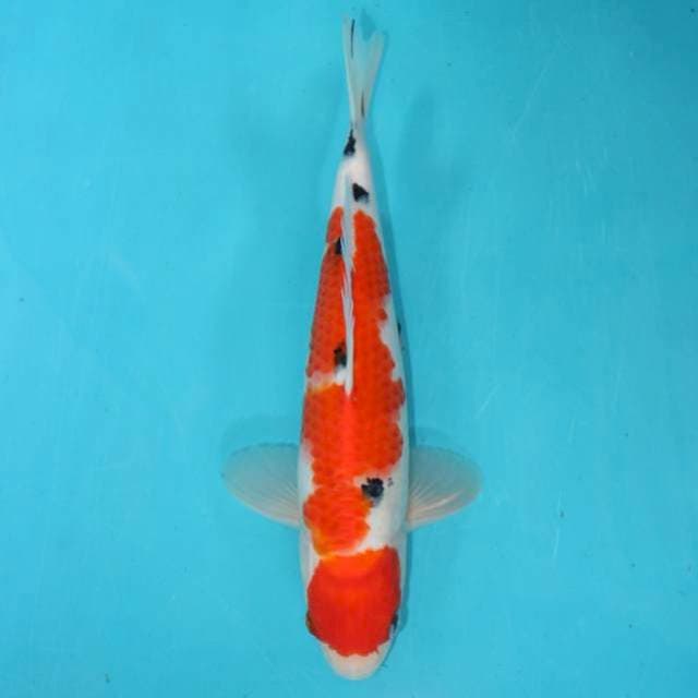 Sanke 26 cm