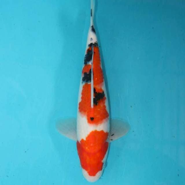 Sanke 26 cm