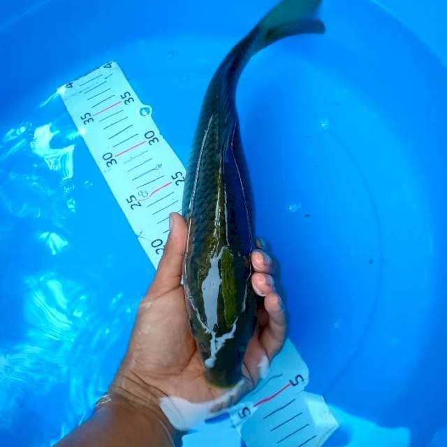 Penjinak 36cm
