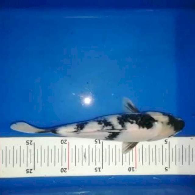26cm Shiro F1