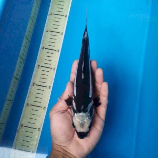 SUBMARINE