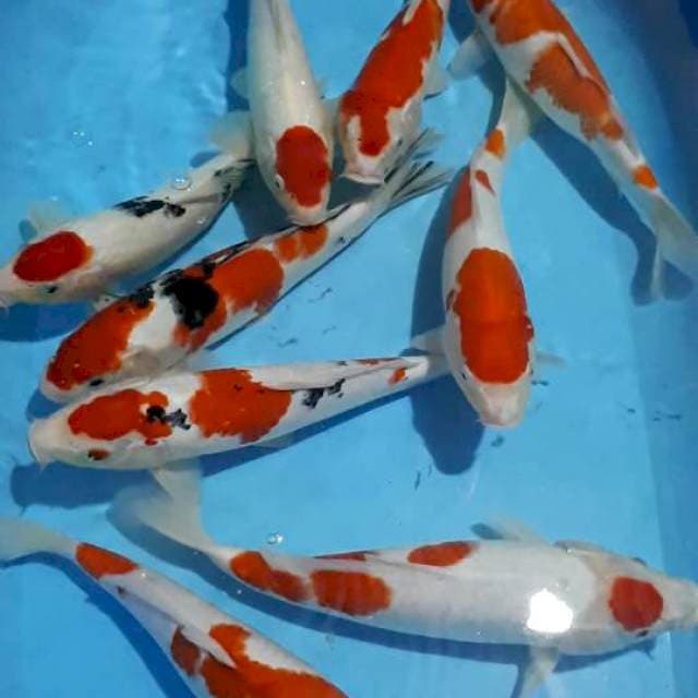 KOHAKU SANKE TANCO 30 SAMPAI 34 CM