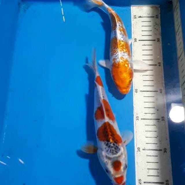 GOSHIKI&HARIWAKE GINDRIN 24&25 CM