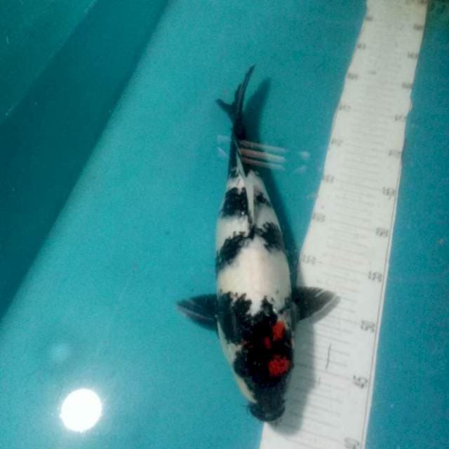 TANCHO SHOWA..36CM