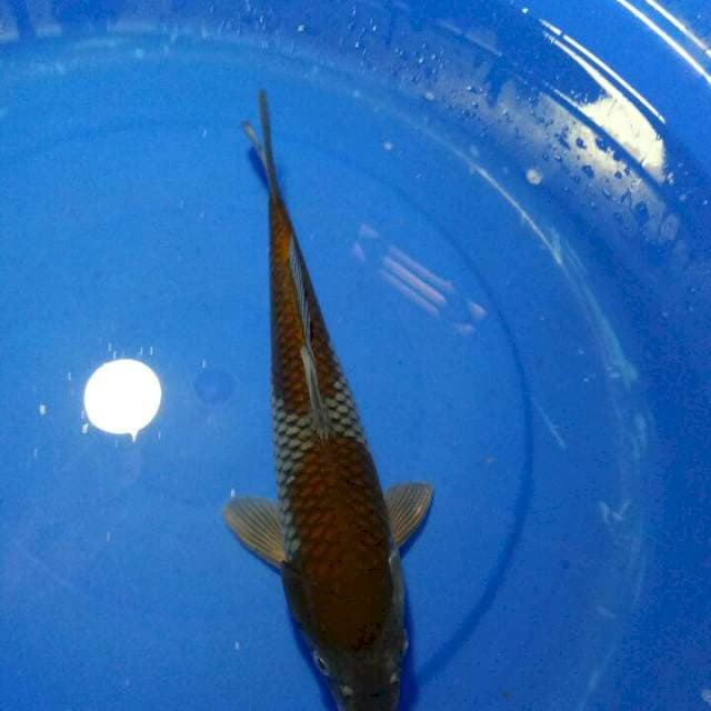 UCHIBA..30CM