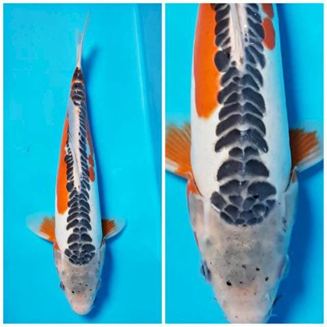 Sushui ring rapi 32 male