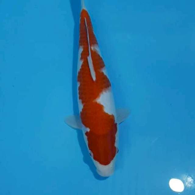 KOHAKU RED STRONG 35 CM