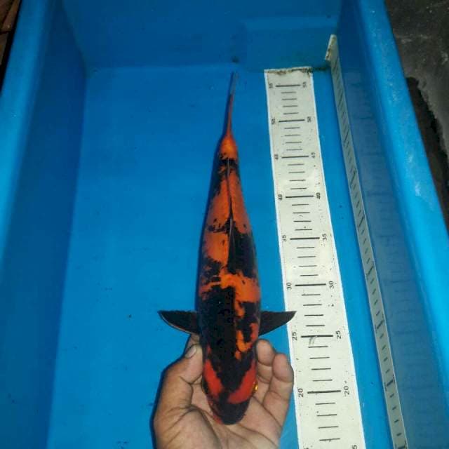 Hi utshuri doitshu murni.