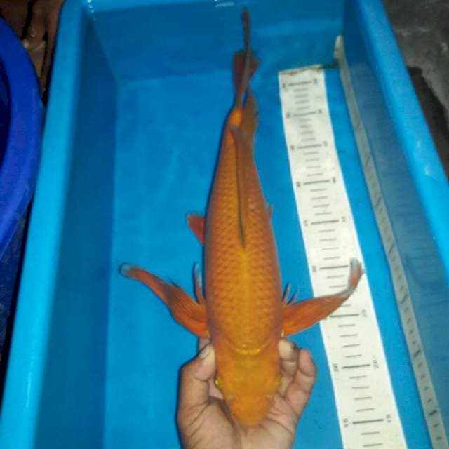 Cagoi tembaga ekor panjang jinak joosss