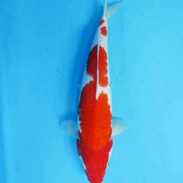 Kohaku Red strong