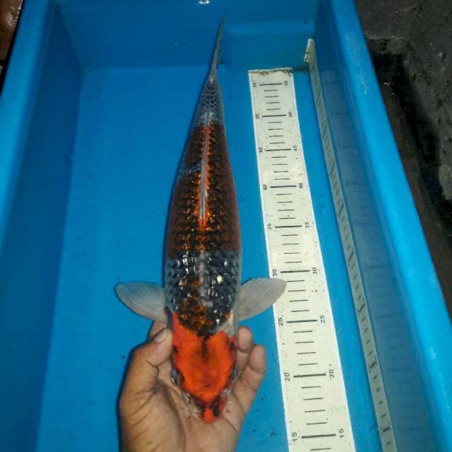 Ginrin shoci bakat jumbo
