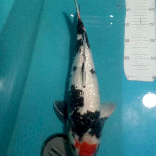 Tancho SHOWA..BULKY FULL GINRIN..40cm