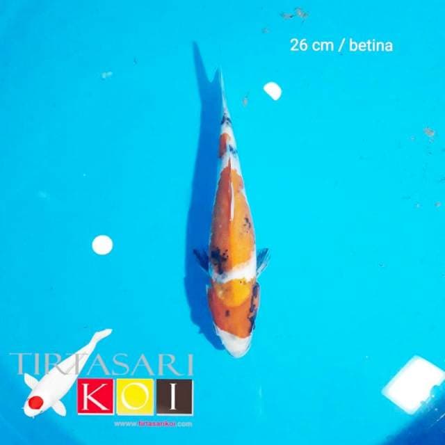 Showa 26 cm