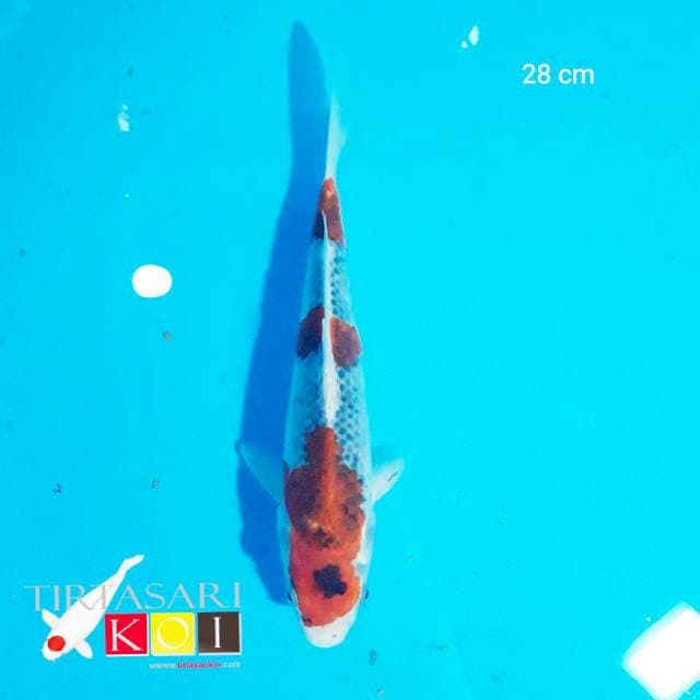 Original Goshiki 28 cm