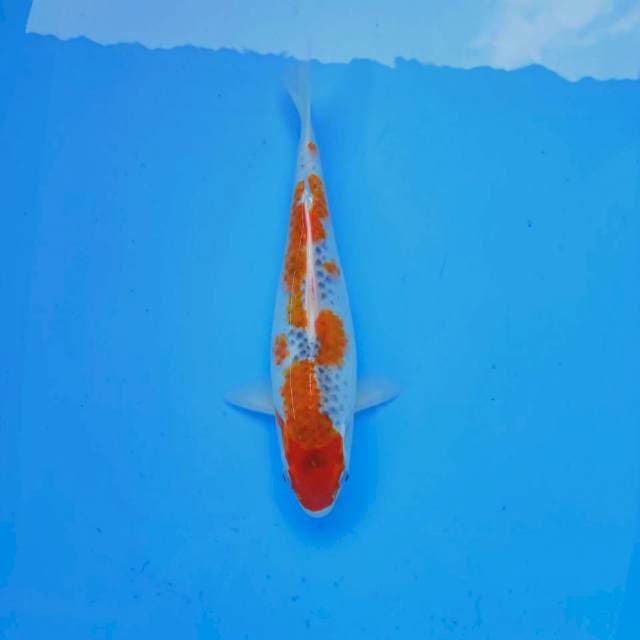 F. Inazuma Orange #30cm