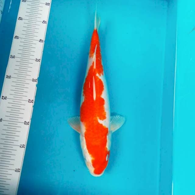 H. KOHAKU #37cm