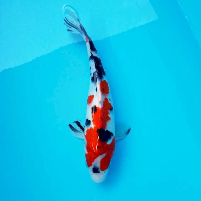 I. SANKE #28cm