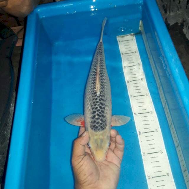 Asagi male