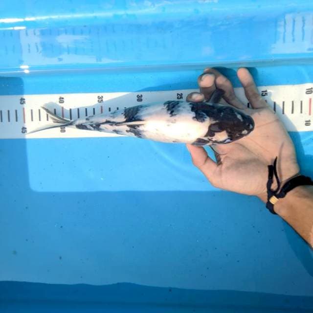Shiro Utsuri bakal jumbo