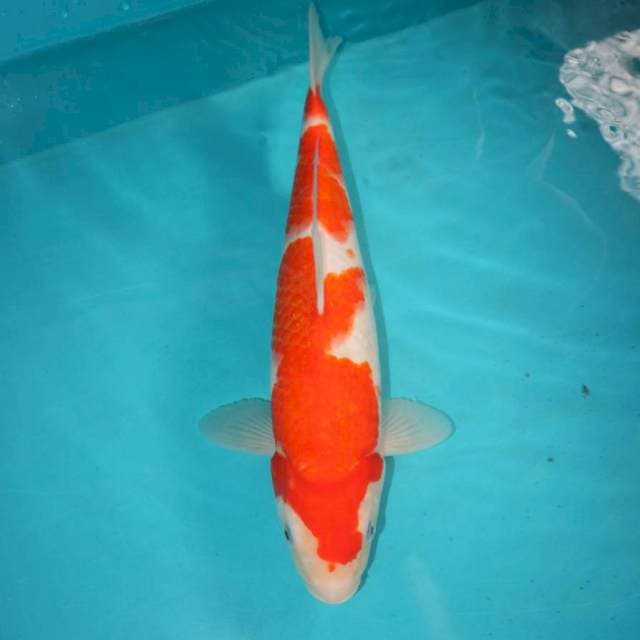 KOHAKU 33 CM