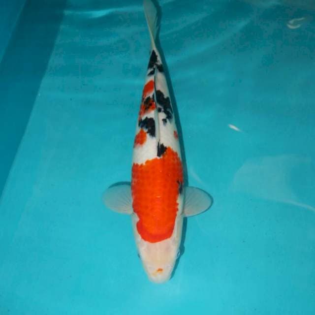SANKE 32 CM