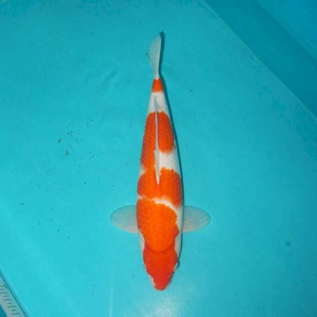 KOHAKU 34 CM