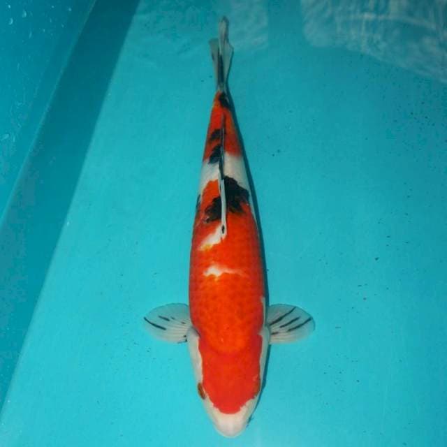 SANKE 32 CM