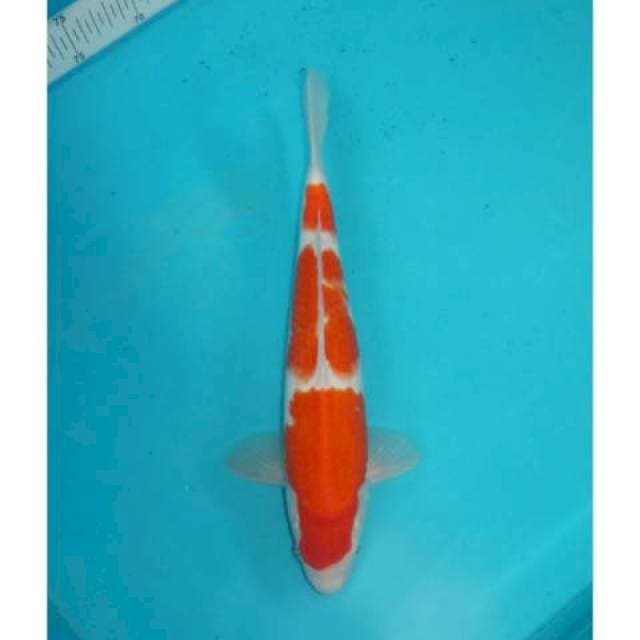 SANDAN KOHAKU 33 CM