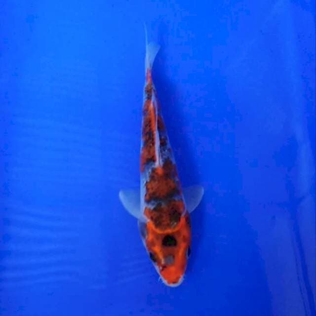 GOSHIKI