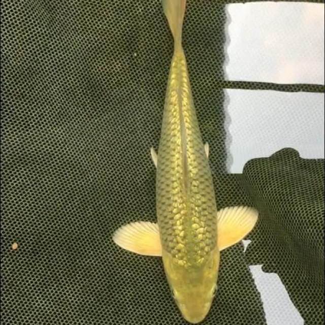 Terpedo ginrin 25cm