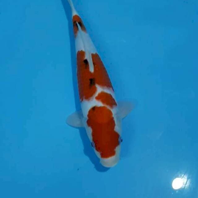 SANKE 33 CM