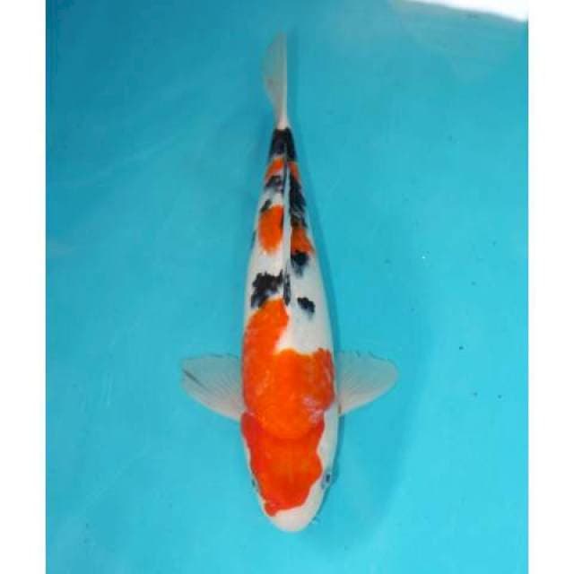 Sanke 26 cm