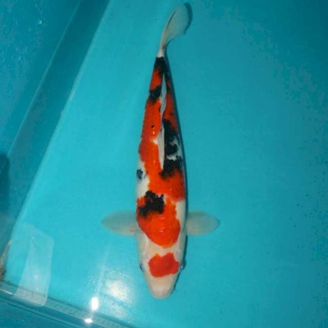 Sanke 33 cm