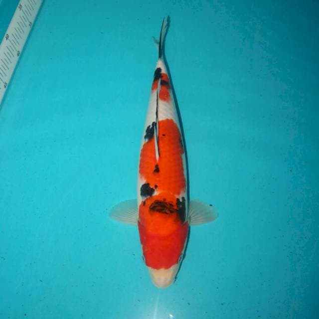 Sanke 32 cm